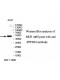 PPP2R4 Antibody