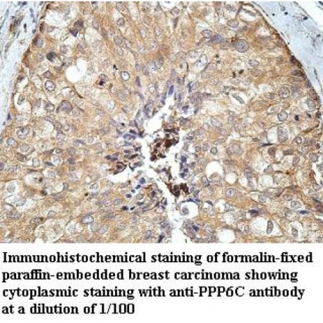 PPP6C Antibody