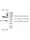 PPP6C Antibody