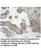 ATP9B Antibody