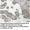 ATP9B Antibody