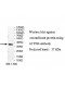 ATP9B Antibody