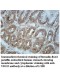 VSIG2 Antibody