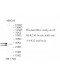 VSIG2 Antibody