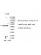 VSIG4 Antibody