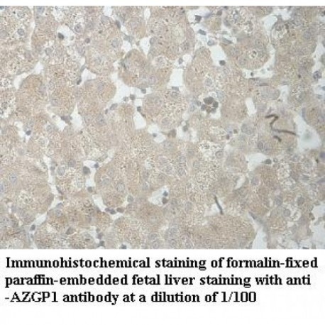 AZGP1 Antibody