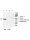 AZGP1 Antibody