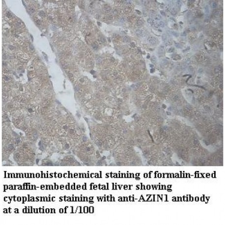 AZIN1 Antibody