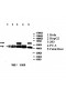 AZIN1 Antibody