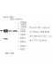 VTN Antibody