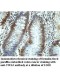 VWA2 Antibody