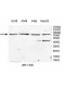 VWA2 Antibody