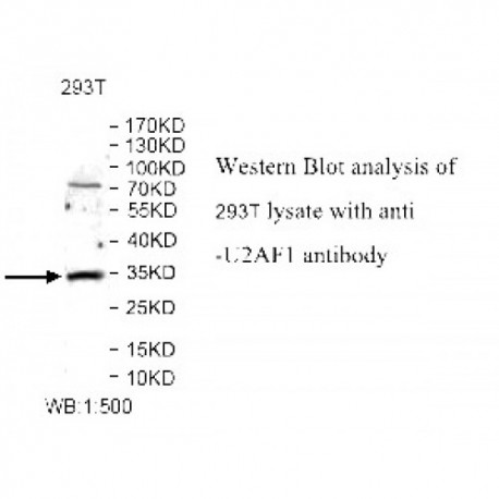 U2AF1 Antibody