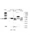 U2AF2 Antibody