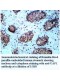 UAP1 Antibody