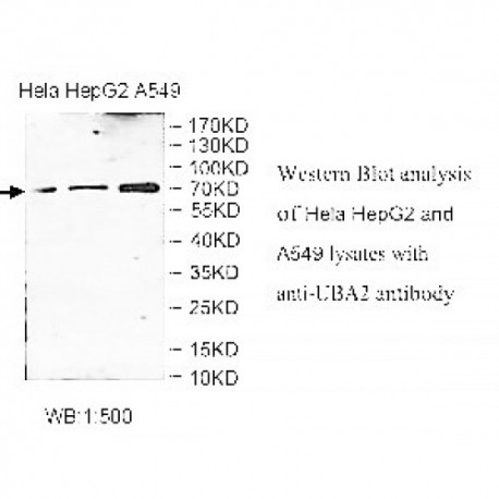 UBA2 Antibody