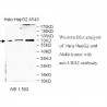 UBA2 Antibody