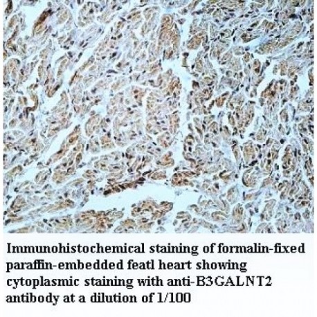 B3GALNT2 Antibody