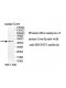 B3GNT5 Antibody