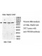 VPS33B Antibody