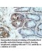 VTA1 Antibody