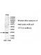VTI1A Antibody