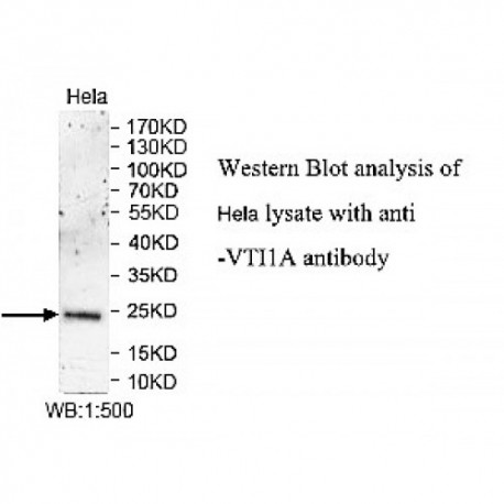 VTI1A Antibody
