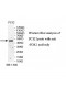 PDK1 Antibody