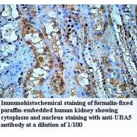 UBA5 Antibody