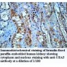 UBA5 Antibody