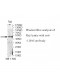 UBA5 Antibody