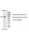 GGT6 Antibody