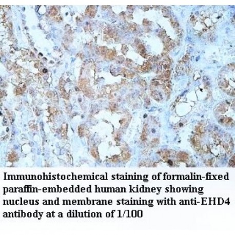 EHD4 Antibody