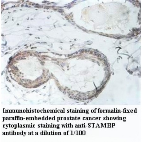 STAMBP Antibody