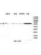 STAMBP Antibody