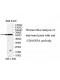 UBASH3A Antibody