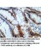 UBD Antibody
