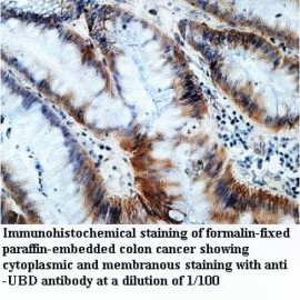UBD Antibody