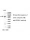 PRDM1 Antibody