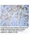 GGTLC1 Antibody