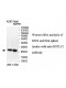 GGTLC1 Antibody