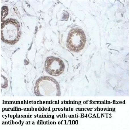 B4GALNT2 Antibody