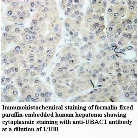 UBAC1 Antibody