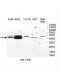 UBAC1 Antibody