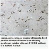 UBE2J2 Antibody