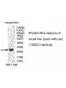 UBE2J2 Antibody