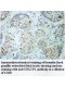 UBLCP1 Antibody