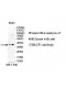 UBLCP1 Antibody
