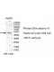 KPNA1 Antibody