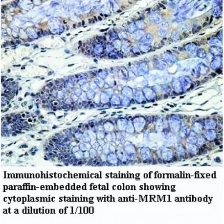 MRM1 Antibody